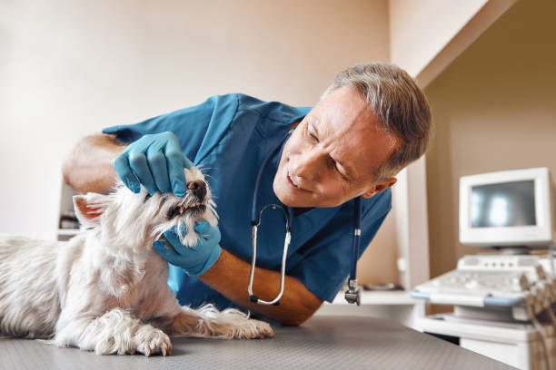 Best Broken or Chipped Tooth Repair in Saunders Lake, OR