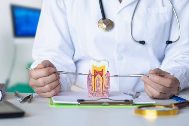 Best Emergency Root Canal Therapy in Saunders Lake, OR